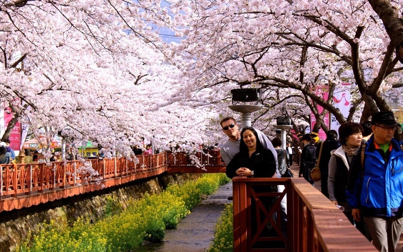 Lễ Hội Sakura – Lễ Hội Hoa Anh Đào